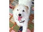 Adopt Bella a White - with Tan, Yellow or Fawn Terrier (Unknown Type
