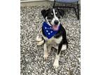Adopt Percy a Black - with White Australian Shepherd / Mixed dog in Bethel