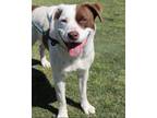 Adopt Ralphie a White - with Red, Golden, Orange or Chestnut Border Collie / Pit