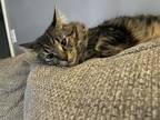 Adopt Moose a Gray, Blue or Silver Tabby Domestic Longhair / Mixed (long coat)