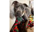 Adopt Gary The Snail a American Staffordshire Terrier / Mixed dog in Raleigh