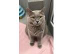 Adopt Lucy a British Shorthair / Mixed cat in Keswick, ON (40353361)