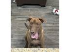 Adopt Sleepy a Brown/Chocolate Doberman Pinscher / Pit Bull Terrier / Mixed dog