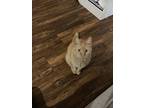 Adopt celest a Orange or Red Domestic Shorthair / Mixed (short coat) cat in