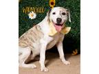 Adopt Harmonee - a Brindle American Pit Bull Terrier / Mixed dog in RIDGELAND