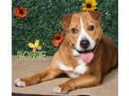 Adopt Bowie - a Red/Golden/Orange/Chestnut Mixed Breed (Large) / Mixed dog in