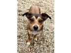 Adopt Jellyfish a Tan/Yellow/Fawn Mixed Breed (Small) / Mixed dog in DeKalb