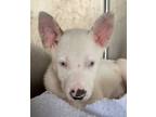 Adopt Sasuke a White Mixed Breed (Medium) / Mixed dog in Leander, TX (41432829)