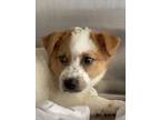 Adopt Minato a White Mixed Breed (Medium) / Mixed Breed (Medium) / Mixed (short