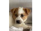 Adopt Minato a White Mixed Breed (Medium) / Mixed dog in Leander, TX (41432824)