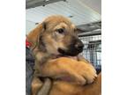 Adopt Archie Bunker a Tan/Yellow/Fawn Mixed Breed (Large) / Mixed dog in