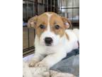 Adopt Sarada a White Mixed Breed (Medium) / Mixed dog in Leander, TX (41432827)