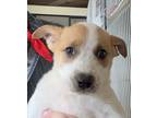 Adopt Tsunade a White Mixed Breed (Medium) / Mixed dog in Leander, TX (41432441)