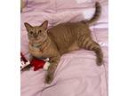 Adopt Baby a Tan or Fawn Tabby Domestic Shorthair / Mixed (short coat) cat in