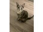 Adopt Misha a Tortoiseshell Domestic Shorthair (short coat) cat in Houston