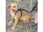 Adopt EJ a Red/Golden/Orange/Chestnut Redbone Coonhound / Mixed dog in