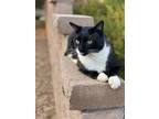 Adopt Socks a Black & White or Tuxedo Manx / Mixed (short coat) cat in