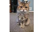 Adopt Sunny a Brown Tabby Siberian / Mixed (medium coat) cat in Denver