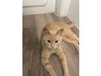 Adopt Canchito a Orange or Red Tabby Domestic Shorthair (short coat) cat in
