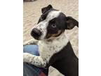 Adopt Chex a Australian Cattle Dog / Mixed dog in Neillsville, WI (41437835)