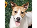 Adopt Potter - a White Terrier (Unknown Type, Small) / Mixed dog in RIDGELAND