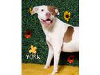Adopt York - a Brindle American Pit Bull Terrier / Mixed Breed (Medium) / Mixed