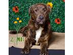 Adopt Zenn- a Brindle Labrador Retriever / Mixed Breed (Medium) / Mixed (short