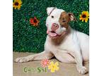 Adopt Carissi + a White American Pit Bull Terrier / Mixed dog in RIDGELAND