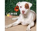 Adopt Coconut - a White Mixed Breed (Medium) / Mixed dog in RIDGELAND