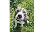 Adopt Bissell a Gray/Blue/Silver/Salt & Pepper Mixed Breed (Large) / Mixed dog