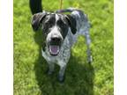 Adopt Sandy a Black German Shorthaired Pointer / Mixed Breed (Medium) / Mixed