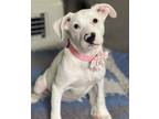 Adopt Powder a White Dogo Argentino / American Pit Bull Terrier / Mixed dog in