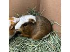 Adopt Finn -- Bonded Buddy With Fiona a Guinea Pig small animal in Des Moines