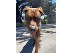Adopt Zozo a Brindle Cane Corso / Doberman Pinscher / Mixed dog in Berkeley