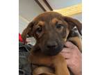 Adopt Isabel Stanford a Tan/Yellow/Fawn Mixed Breed (Small) / Mixed Breed