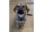 Adopt Sally Struthers a Tan/Yellow/Fawn Mixed Breed (Small) / Mixed Breed