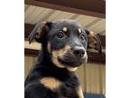 Adopt Mary Puppins a Black Mixed Breed (Medium) / Mixed dog in Leander