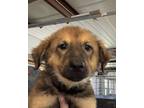 Adopt Louise Jefferson a Tan/Yellow/Fawn Mixed Breed (Small) / Mixed Breed
