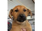 Adopt Jean Stapleton a Tan/Yellow/Fawn Mixed Breed (Large) / Mixed dog in