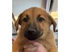 Adopt Edith Bunker a Tan/Yellow/Fawn Mixed Breed (Large) / Mixed dog in Leander