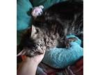 Adopt Olivia a Domestic Longhair / Mixed (short coat) cat in San Jacinto