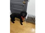 Adopt Charcoal a Black Labradoodle / Mixed dog in Oak Park, IL (41437570)