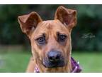 Adopt Sweetheart 4-4-24 a Brown/Chocolate Shepherd (Unknown Type) / Mixed dog in
