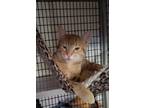 Adopt Rusty a Domestic Shorthair / Mixed (short coat) cat in San Jacinto