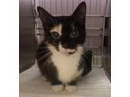 Adopt Winterspring - Barn Cat a Domestic Shorthair / Mixed cat in Vancouver
