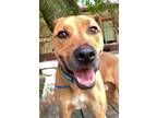 Adopt Lucky *SN* a Brown/Chocolate Golden Retriever / Mixed Breed (Medium) /