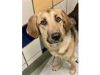 Adopt Kash a Tan/Yellow/Fawn Bloodhound / Shepherd (Unknown Type) / Mixed dog in