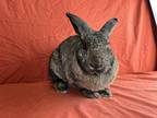 Adopt Tilly a American / Mixed rabbit in Holiday, FL (41437522)