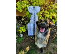 Adopt Jasper a Australian Shepherd / Neapolitan Mastiff / Mixed dog in