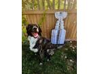 Adopt J.D a Australian Shepherd / Neapolitan Mastiff / Mixed dog in Penticton